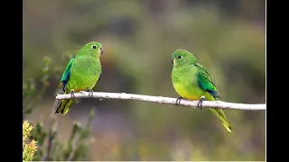 Fenner Seminar: Captive Breeding as a tool for Species Conservation