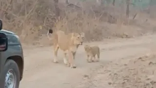 Lions sighted in Gir national park #junglesafari #girnationalpark #lion#safari#funny