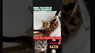 Die teuersten Katzenrassen Teil 7 #katze #katzen #katzenrassen #mainecoon #teuerste #tier #tiere