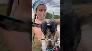 Жизнь козы в секундах