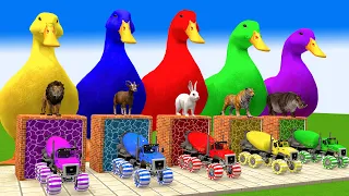 5 Giant Duck Cartoon, Paint & Animals Gorilla,Tiger,Lion,Cow,Sheep Wild Animals Crossing Fountain