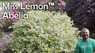 Miss Lemon™ Abelia - Southern Living Plants