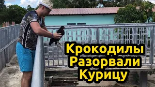 Крокодилы разорвали курицу на обед