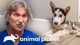 2 Adorables cachorros que sobrevivieron al parvovirus | Dr. Jeff, Veterinario | Animal Planet