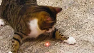 Animals Vs. Laser Pointer - Animals Chasing Laser Pointer Compilation || PETASTIC 🐾