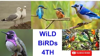 Wild Birds 4TH ।। Nature ।।