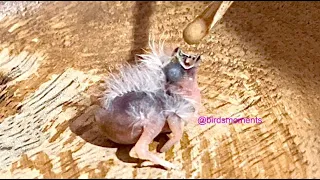 Hand feeding baby white zebra finch (Baby age 2 days)