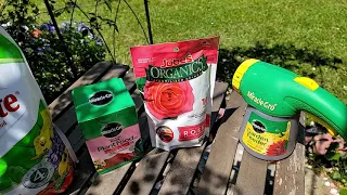 My rose fertilizing routine