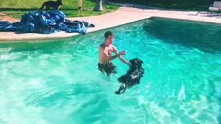 Teaching My Dog To Swim In One Session!