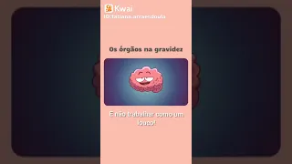 os órgãos na gravidez