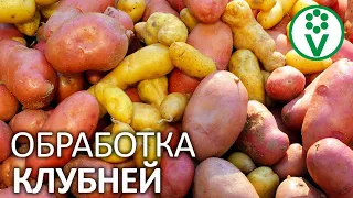 ТАКАЯ ОБРАБОТКА СПАСЕТ ОТ ПАРШИ И ПРОСТИМУЛИРУЕТ РОСТ КАРТОФЕЛЯ