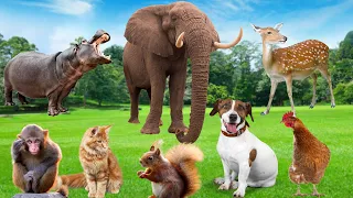 Habitats of Familiar Animals | Elephant, Monkey, Dog, Cat, Chicken