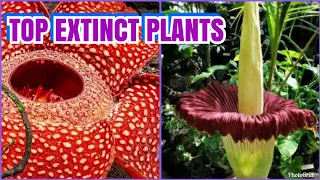 TOP EXTINCT PLANTS