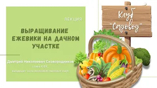 Лекция «Выращивание ежевики на дачном участке»