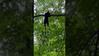 Bear Cub Hanging Around || ViralHog