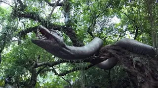 The guy acted alone but provoked the giant snake, and was madly retaliated by the snake!