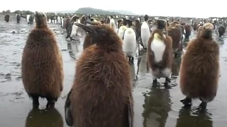 Curious penguins at Salisbury Plain South georgia island.