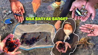 Dapat ikan segini banyaknya saat air laut surut 😭 | BERBURU IKAN HIAS