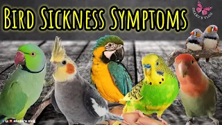 20 Bird Sickness Symptoms || HOW TO KNOW IF YOUR BIRD IS SICK || Cockatiel Health || Shabu's Vlog