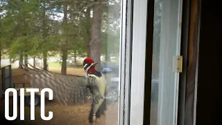 Woodpecker Pecks on Window to Attract a Mate