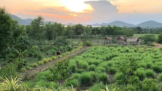 à la Plantation - Kampot