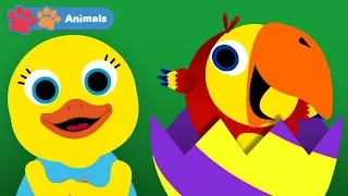 Animals Compilation With Larry Surprise Eggs & Tillie The Duck | Early Learning Videos for Toddlers