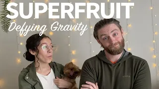 Superfruit Defying Gravity (Wicked) | REACTION