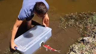 FISH-TRAP CATCHES COLORFUL FISH For Massive AQUARIUM FISH!!