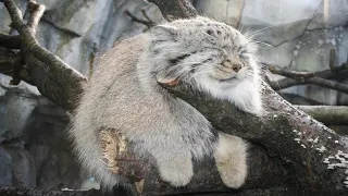 Манул или палласов кот 😍😍😍.... Интересные факты(если вам это видео понравится,я выложу продолжение)