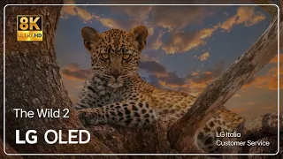 LG TVs | Official Demo video in 8K HDR 60 Fps 2023 | The Wild 2