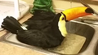 Toucan takes a bath!