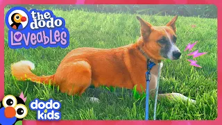 Scared Dog Won't Come Out... Until She Meets Someone Special! | Dodo Kids | Loveables