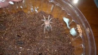 малыши Brachypelma vagans