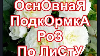 РОЗЫ. ОСНОВНАЯ ПОДКОРМКА РОЗ ПО ЛИСТУ.