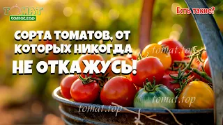 Сорта томатов, от которых никогда НЕ ОТКАЖУСЬ! Выращиваю эти сорта каждый сезон! Есть ли такие?