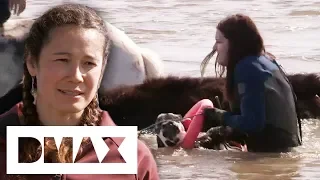 Family Tries An Ingenious Method Of Getting A Calf Across A River | Alaska The Last Frontier