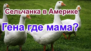 Сельчанка в Америке. Гена где мама