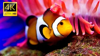 4K Turtle Paradise  Relaxing Nature Under the Sea Movie + Soul Relaxing Piano Music - Ocean Dream #2