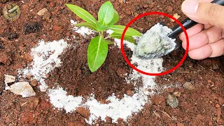 MIRACULOUS MAGIC POWDER IN GARDENING! | 100% Organic Pesticide - Diatomaceous Earth