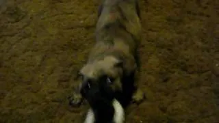 7-week old puppy playing.