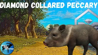 Diamond Collared Peccary On Parque Fernando! TheHunter Call Of The Wild