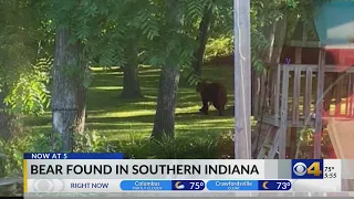 Bear found in southern Indiana