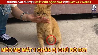 Giải Cứu Mèo Mẹ Mất 1 Chân Cùng Đàn Con Đáng Thương Bị Bỏ Rơi || Review Con Người Và Cuộc Sống (P12)