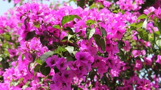 How to grow Bougainvillea cuttings ? || 28 May, 2017