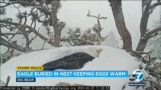 Big Bear bald eagles nearly covered in snow; take turns keeping their eggs warm