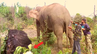 Elephant caught up with Deadly Snare was fortunate to meet kind people to treat her swollen leg