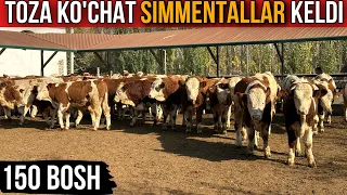 Simmental Toza ko'chatlar keldi