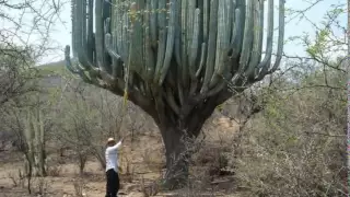 Música Regional de Oaxaca - El Feo (Nanga Ti Feo)