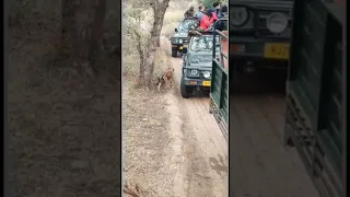 Tiger attack Dog - Ranthambore India