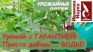 Урожай не сгорит! Томаты и перцы УДИВЯТ урожаем! Просто добавь... воды!